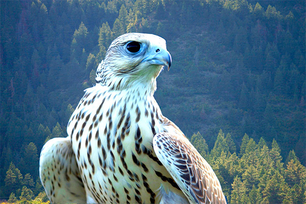 Picture of the gyrfalcon