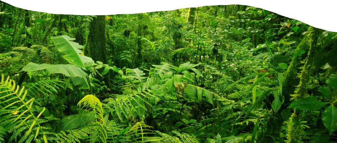 Picture of deep magical jungle